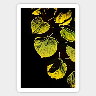 backlit leaves Sticker